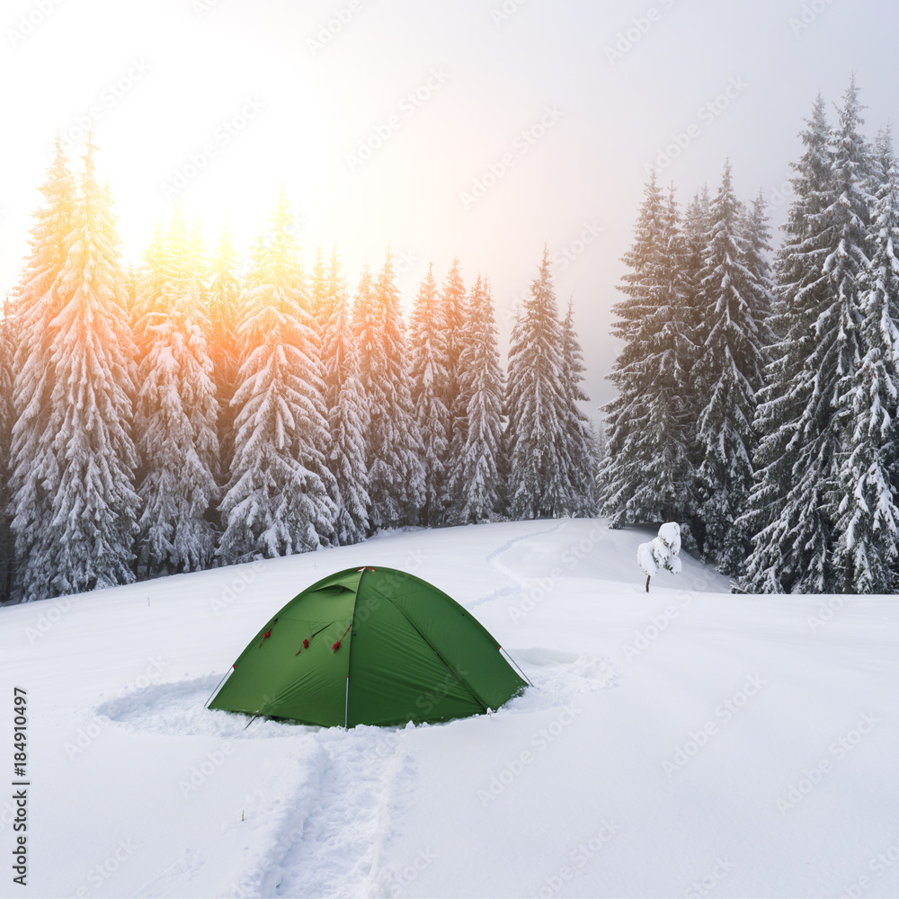 在白雪皑皑的松林背景下的绿色帐篷。令人惊叹的冬季景观。游客露营i