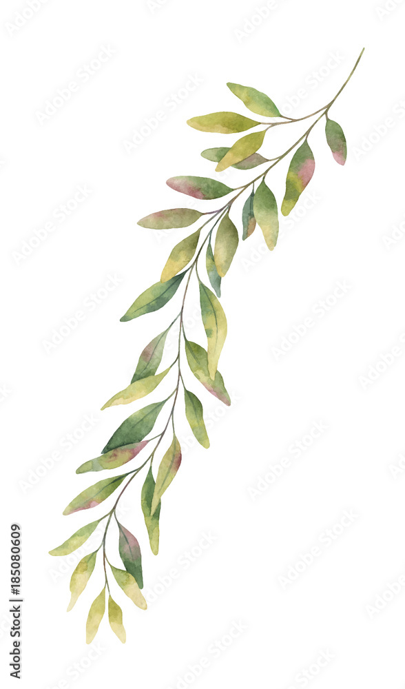 Watercolor vector hand painted green eucalyptus branch.
