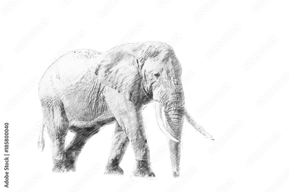 大象。铅笔素描