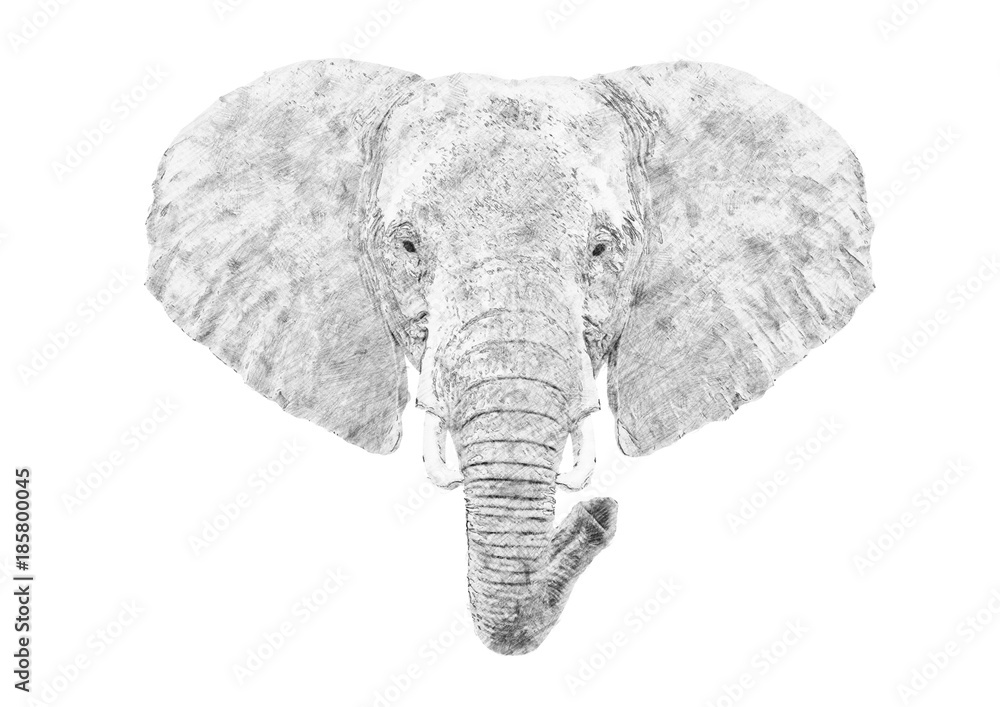 大象。铅笔素描