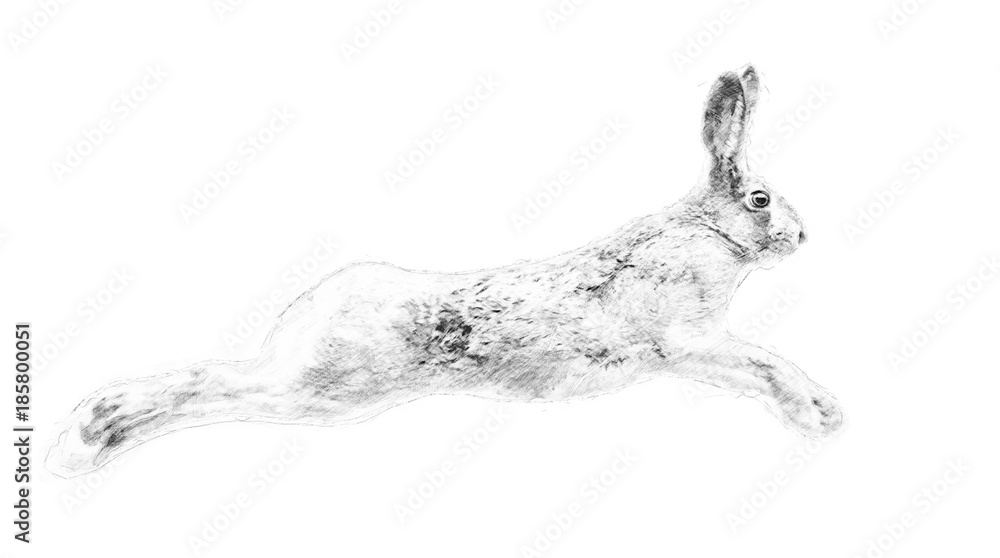 兔子。铅笔素描