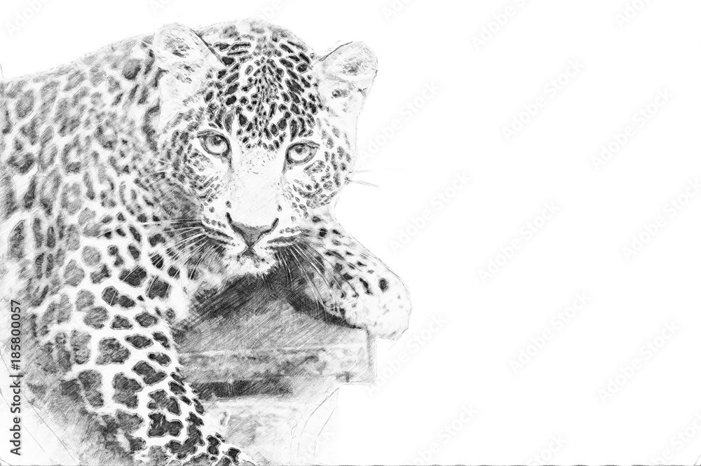 豹子。铅笔素描