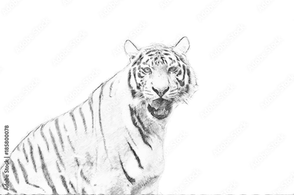 老虎。铅笔素描