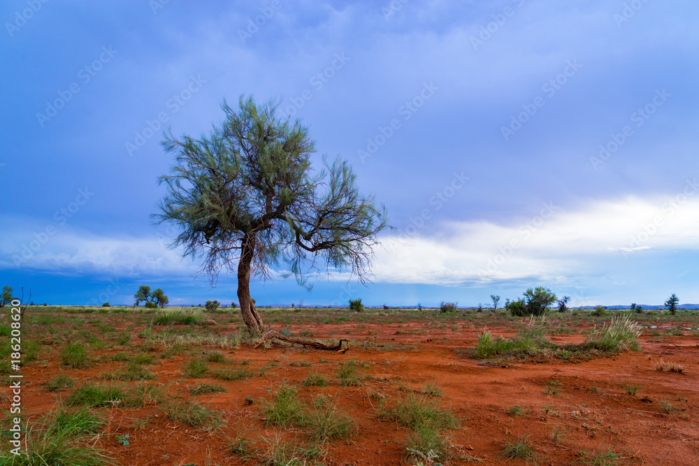 黄昏时分，澳大利亚西北部皮尔巴拉地区一棵孤独的哈基亚树，靠近mi