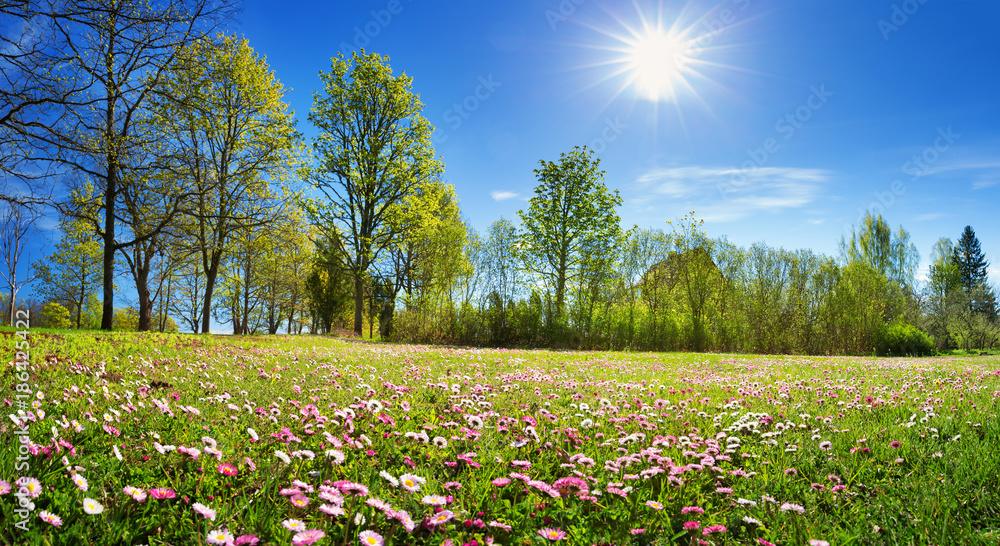 在阳光明媚的日子里，草地上有很多白色和粉红色的春天雏菊