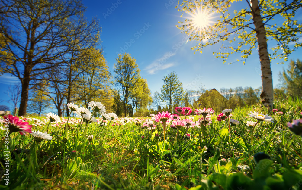 在阳光明媚的日子里，草地上有很多白色和粉色的春天雏菊