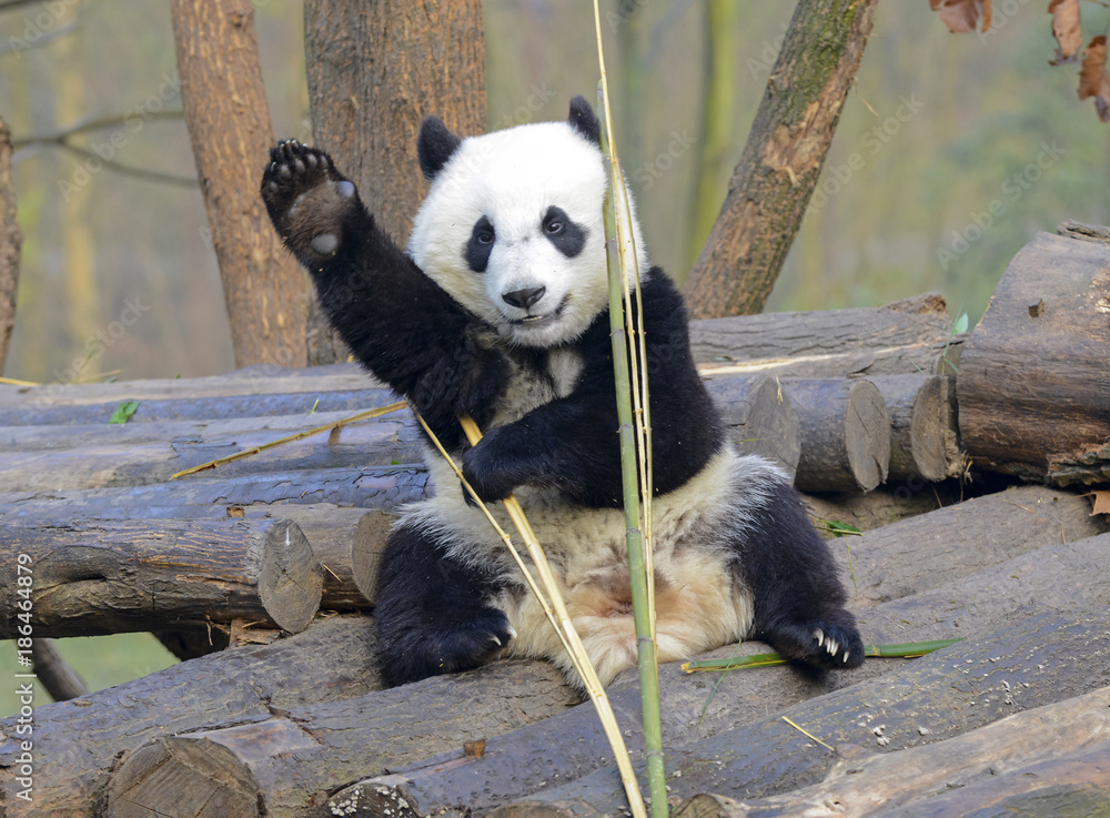 中国四川省成都市附近的大熊猫