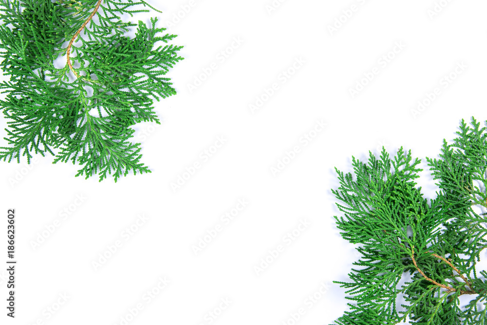 新鲜的绿色松叶，东方乔木，侧柏（又名侧柏）