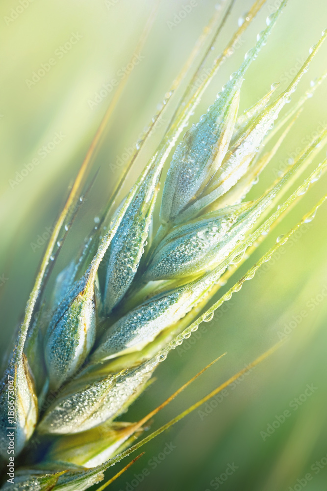 在晨光中，水滴中的新鲜小麦幼穗在灯光下特写自然界的宏观