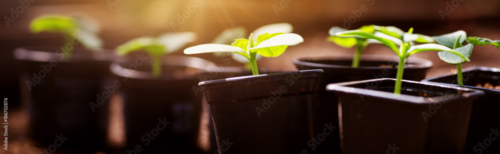 温室土壤中生长的黄瓜幼苗
