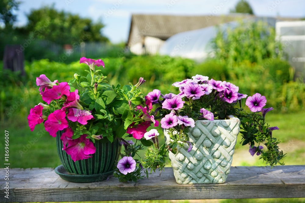 Pink petunia flowers in flowerpots on a background of a garden plot in spring or summer in sunlight.