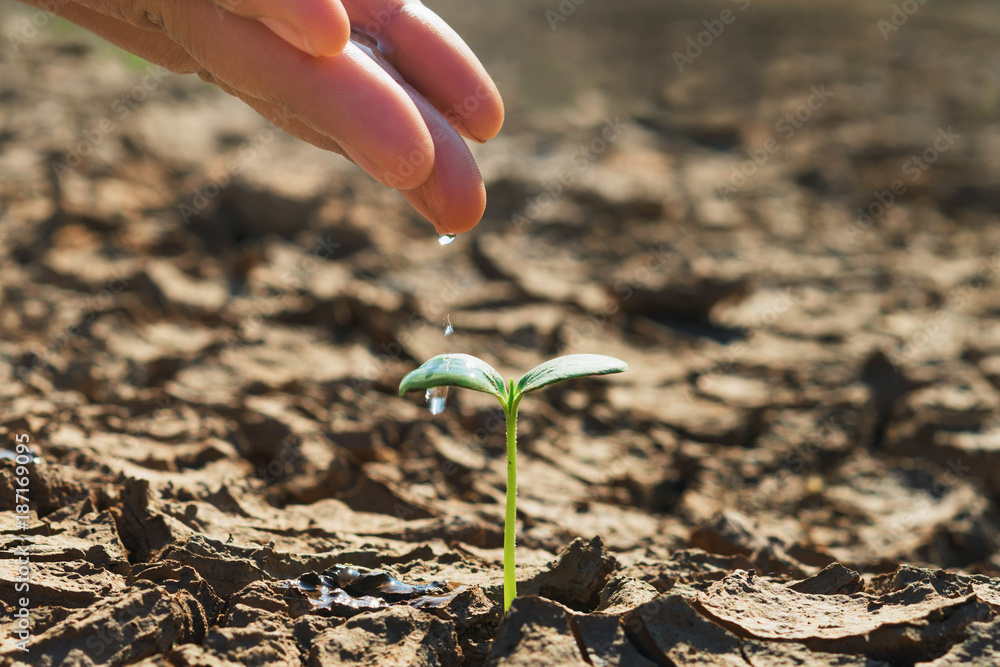 hand watering young green plant growing in soil arid