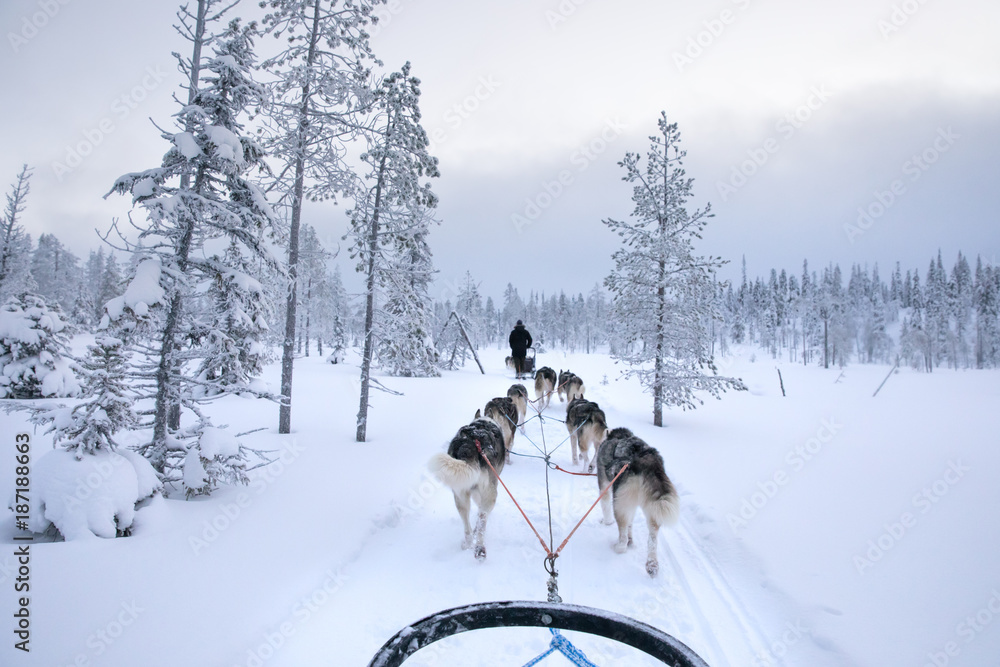 哈士奇在寒冷的冬日里，拖着雪橇在白雪皑皑的北极地区奔跑。Rii