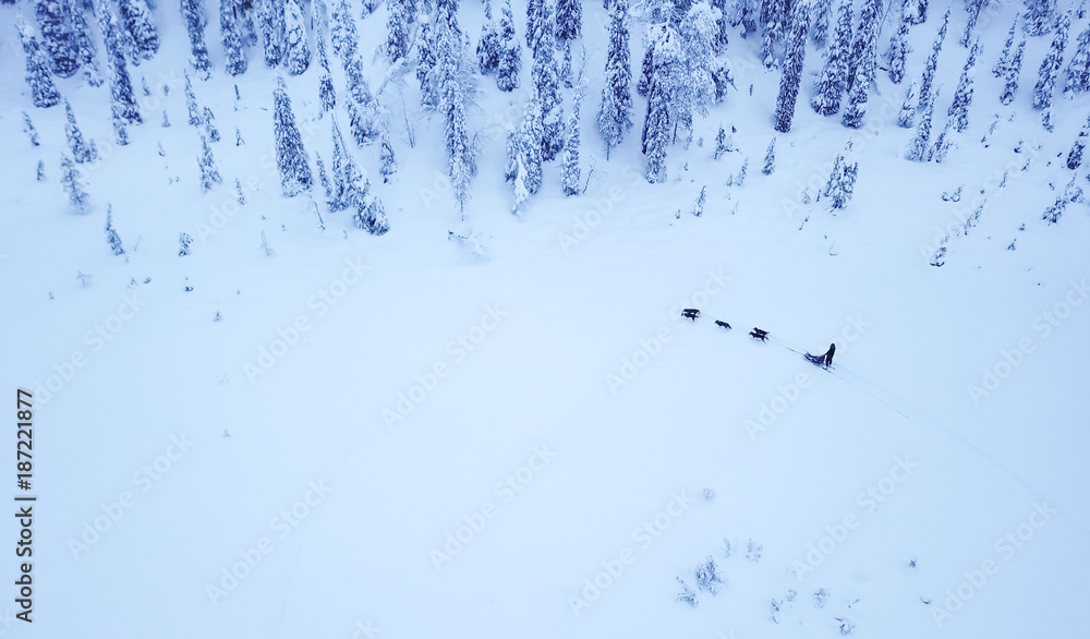 游客在芬兰拉普兰白雪皑皑的北极冬季玩狗拉雪橇的鸟瞰图。Riisit