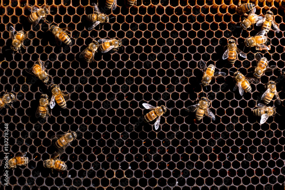 蜜蜂正在蜂箱里的蜂蜡上工作