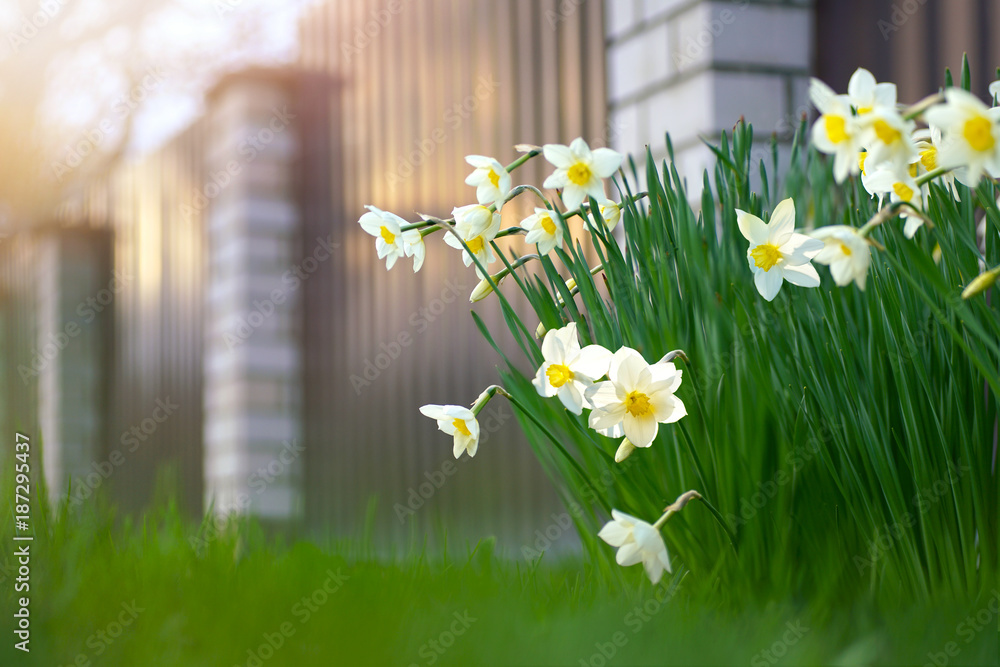 在阳光下，围栏附近的花园里，一个美丽的花坛，春天开着水仙花