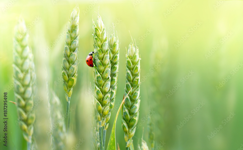 春夏季田野特写大自然中年轻的绿小麦和瓢虫多汁的新鲜穗