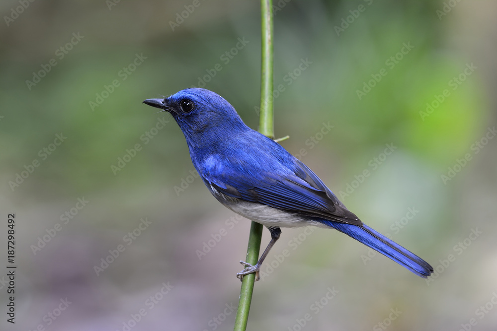 美丽的鸟栖息在树枝上，b海南蓝蝇（Cyornis hainanus）是海南的一种鸟类