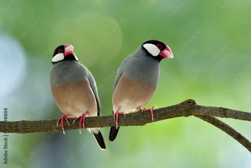 一对爪哇麻雀（Lonchura oryzivora）美丽的灰色鸟，有粉红色的腿和喙栖息在那里