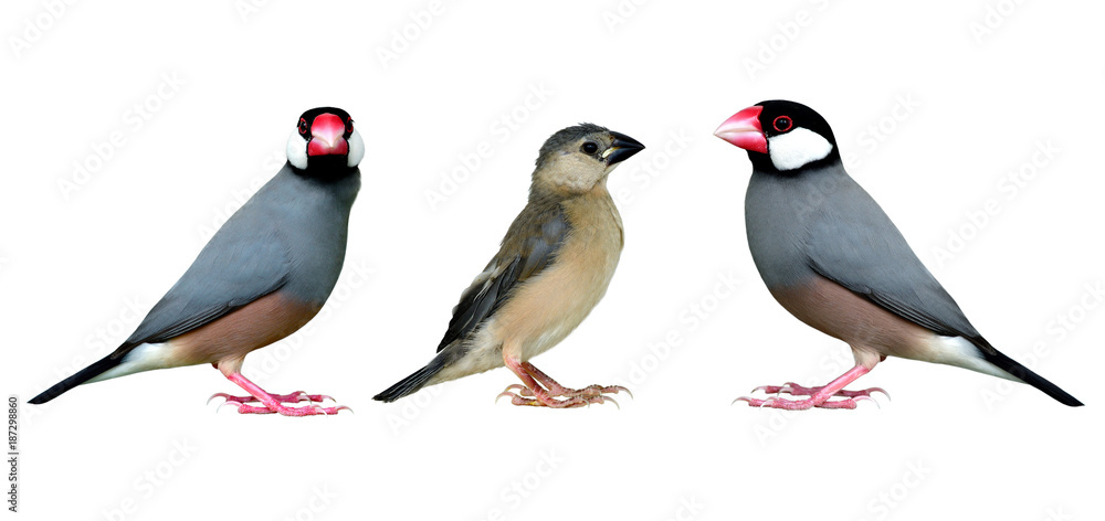 爪哇麻雀家族（Lonchura oryzivora）美丽的灰色鸟类，有黑色的头、粉红色的喙和白色