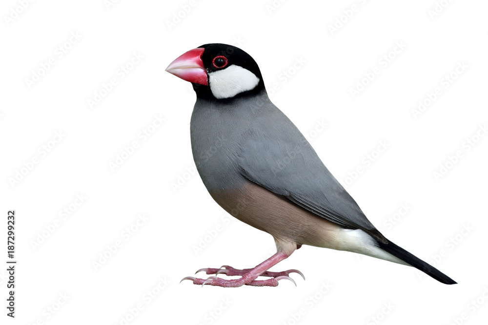 爪哇麻雀（Lonchura oryzivora）细灰色的鸟，有黑色的头、粉红色的喙和白色的脸颊。