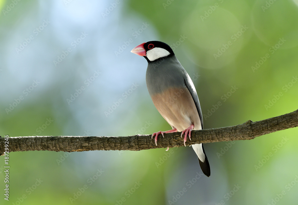 孤独的爪哇麻雀（Lonchura oryzivora）美丽的灰色鸟类，有粉红色的腿和喙，独自栖息