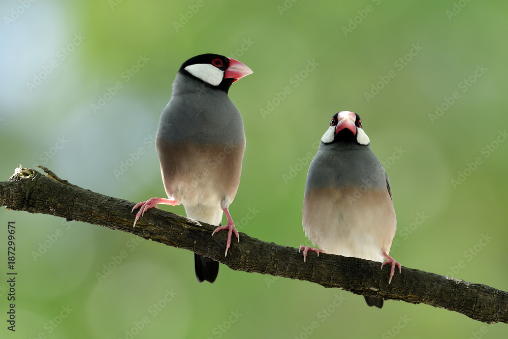 Pair of Java Sparrow (Lonchura oryzivora) beautiful grey birds with pink legs and faces perching tog