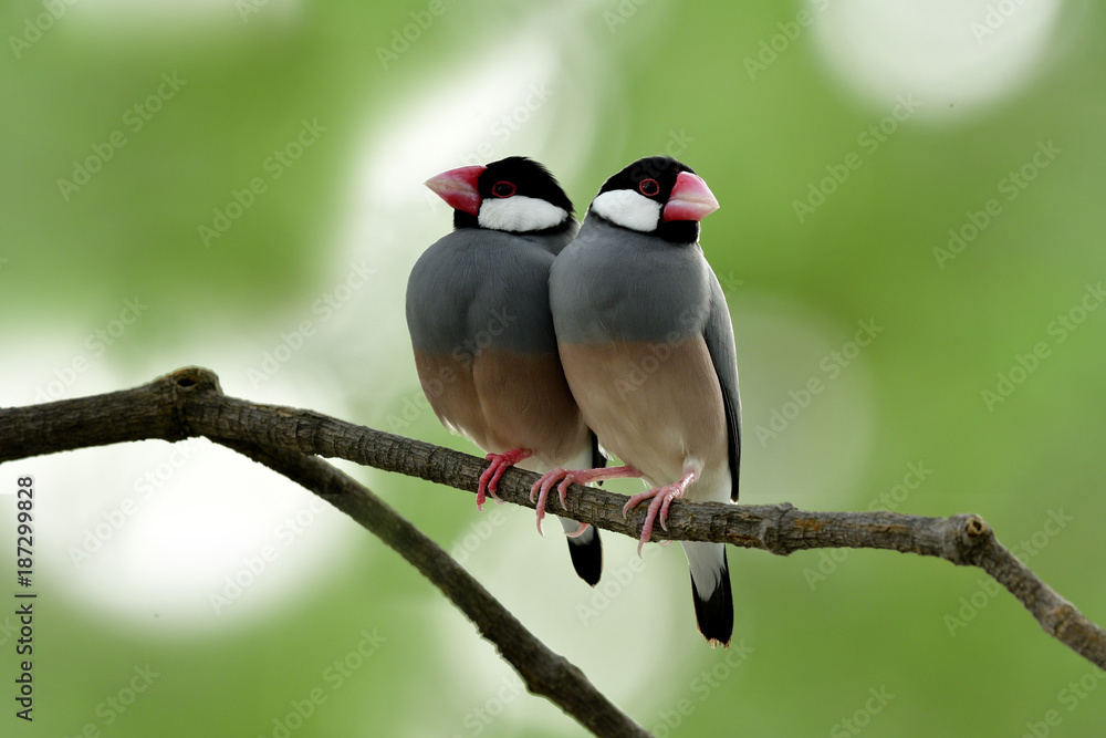 Sweet couple of Java Sparrow (Lonchura oryzivora) beautiful grey birds to pale pink bird with red le