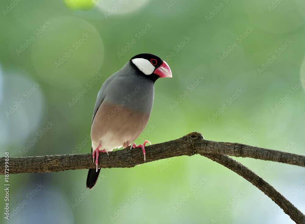 甜蜜的爪哇麻雀（Lonchura oryzivora）细灰色的鸟，有粉红色的腿和喙，独自栖息在
1789110239,罗马尼亚巴朗山脉的风景山谷，蓝天碧绿