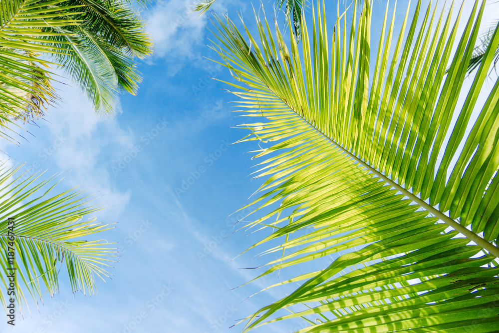 蓝天下的棕榈树。热带海岸的棕榈树，色调。