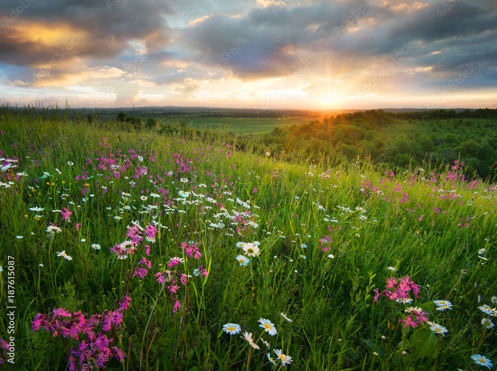 日出时山上田野上的花朵。夏季美丽的自然景观