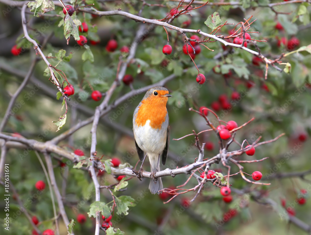 欧洲知更鸟坐在山楂树上，周围是鲜红色的浆果。拍摄于模糊的米色。