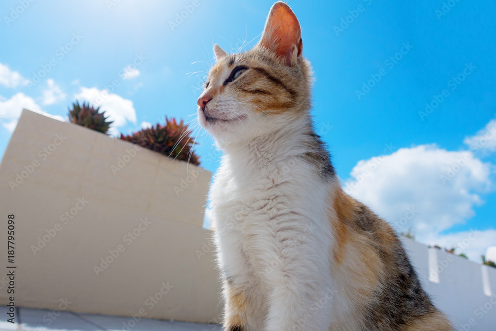 圣托里尼岛太阳城的猫