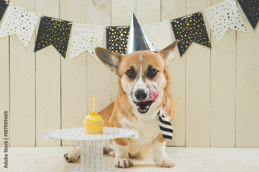 可爱的彭布罗克柯基犬戴着生日帽和节日纸杯蛋糕