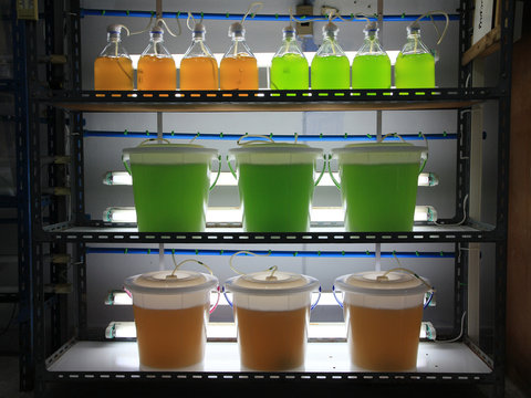 Marine plankton culture in laboratory
