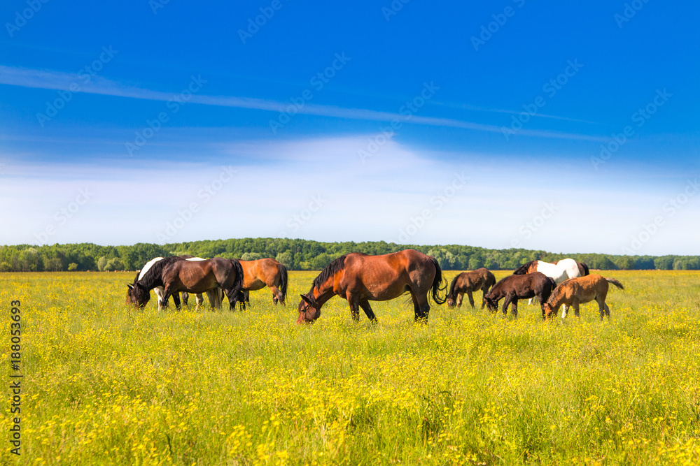 克罗地亚Lonjsko polje自然公园春天绿地上的马