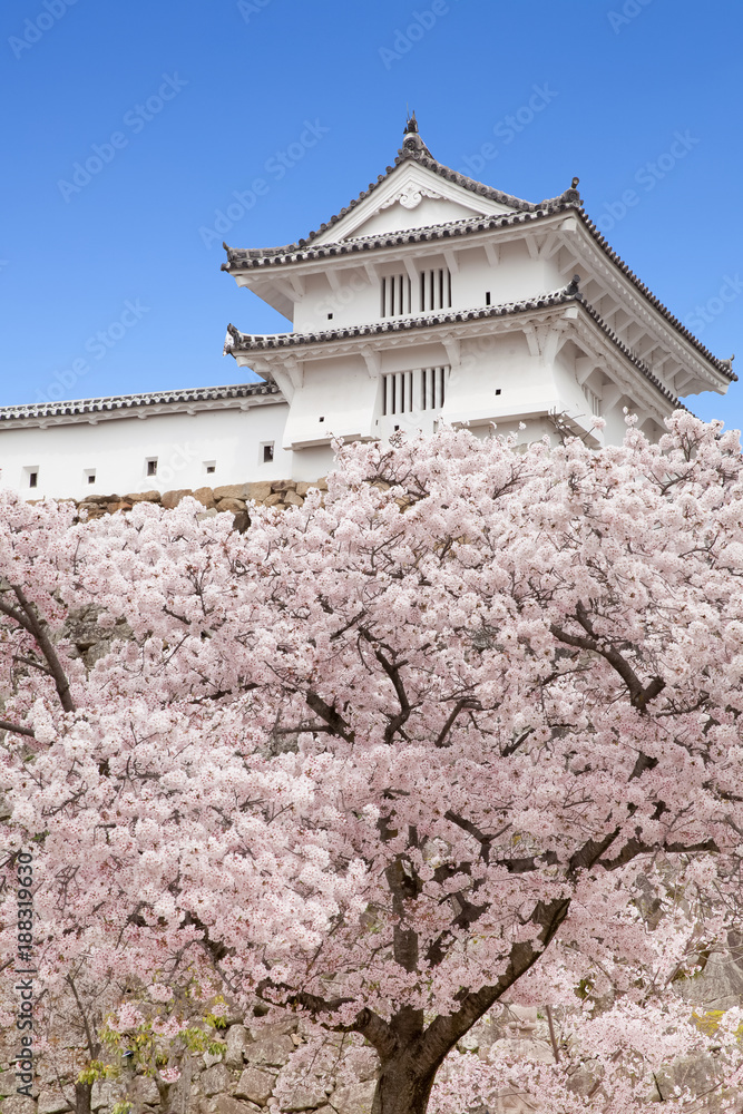 日本姬路城堡，美丽樱花季节的白鹭城堡