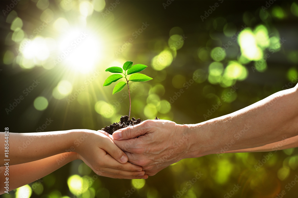 两只手牵着一株绿色的年轻植物