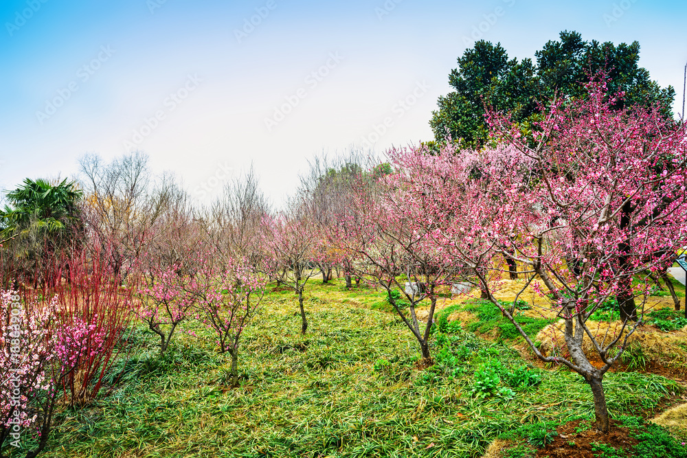 Park in early spring. Located in Plum Blossom Hill, Purple Mountain of Nanjing, Jiangsu, China.