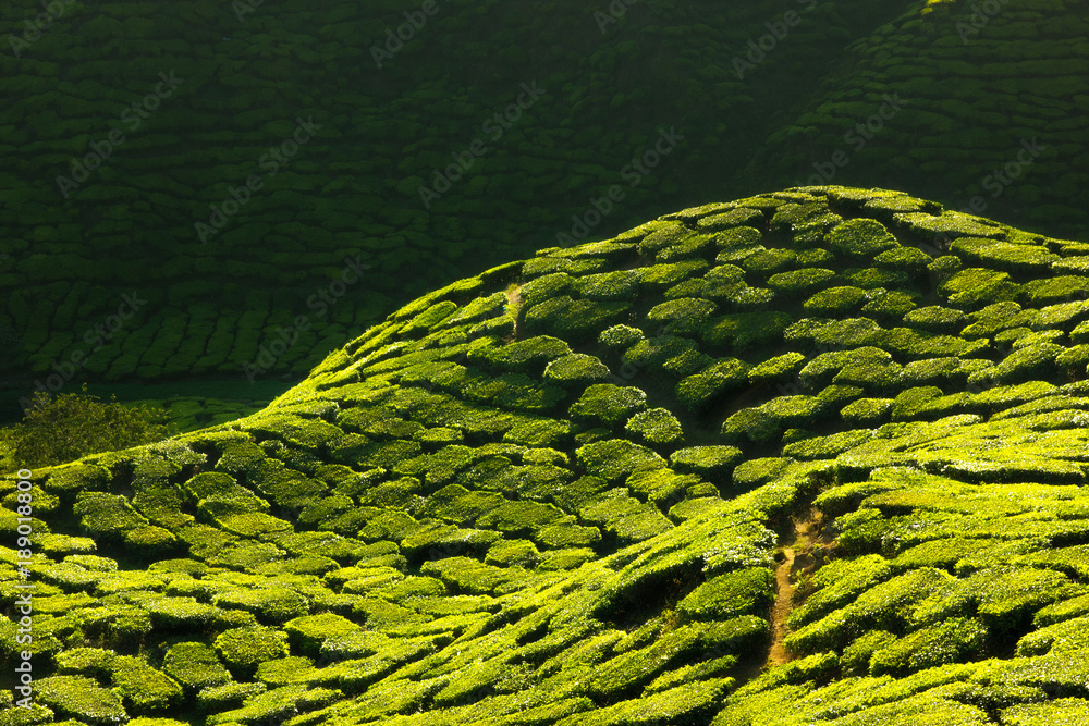 Texture of green tea farm