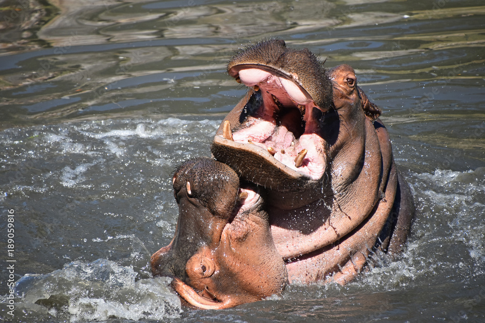 两只河马在水中游泳玩耍