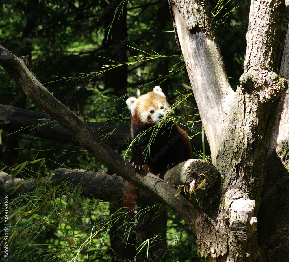 树上的大熊猫