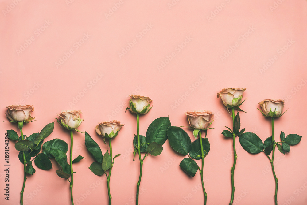 自然花朵的花朵布局。浅粉色背景上平放的嫩淡粉色玫瑰，t