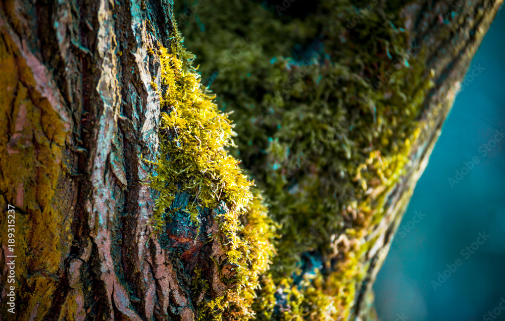 树干上的苔藓特写，自然宏观