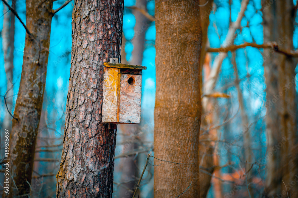 森林中树上的手工木制鸟舍
