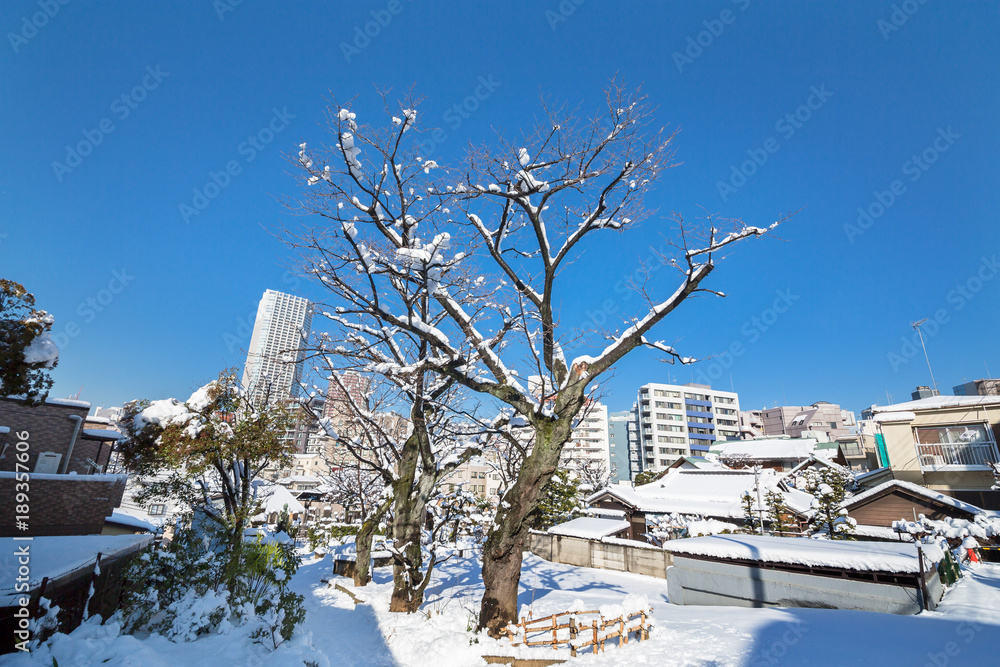 新雪が積もった東京の街角
