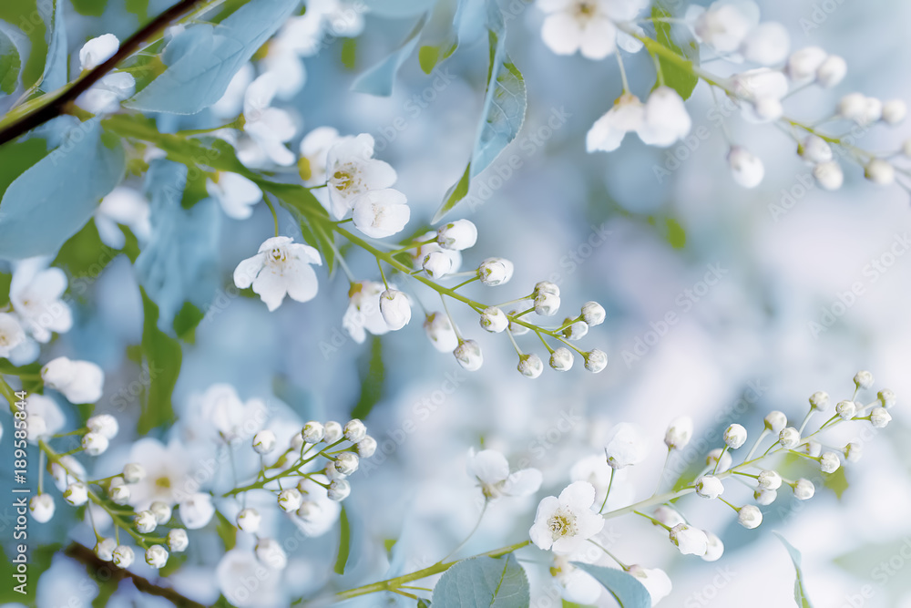 花朵般的春天背景，柔和的焦点。春天盛开的鸟樱桃（Prunus padus）的枝条