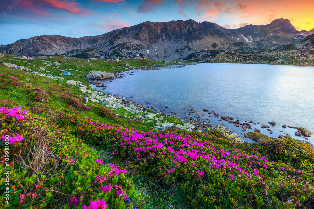 令人惊叹的粉红色杜鹃花和布库拉高山湖，雷泰扎特山脉