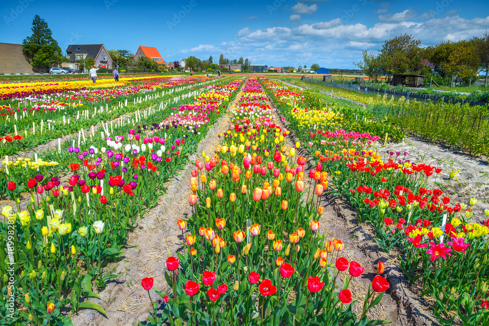 Flower garden with colorful tulip fields near Amsterdam, Netherlands, Europe