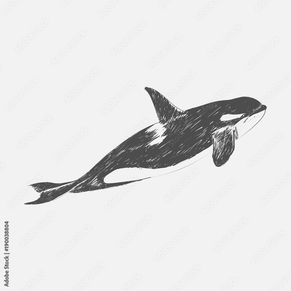 虎鲸的插图绘画风格